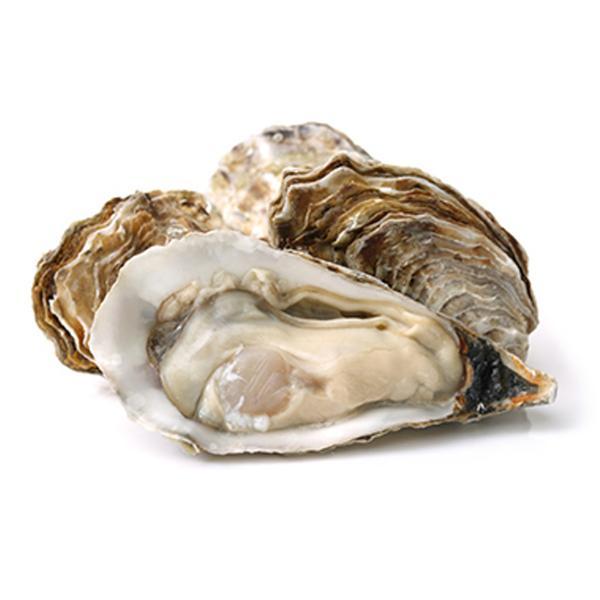 Shell Oyster
